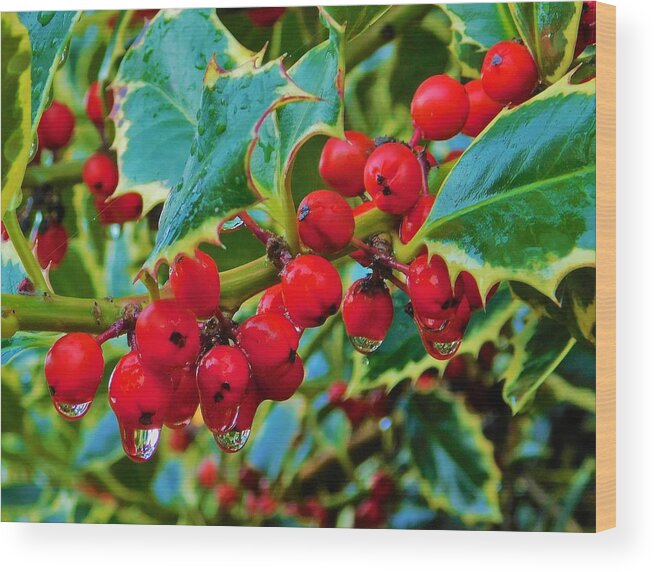 - Holly Berries Wood Print featuring the photograph - Holly Berries by THERESA Nye