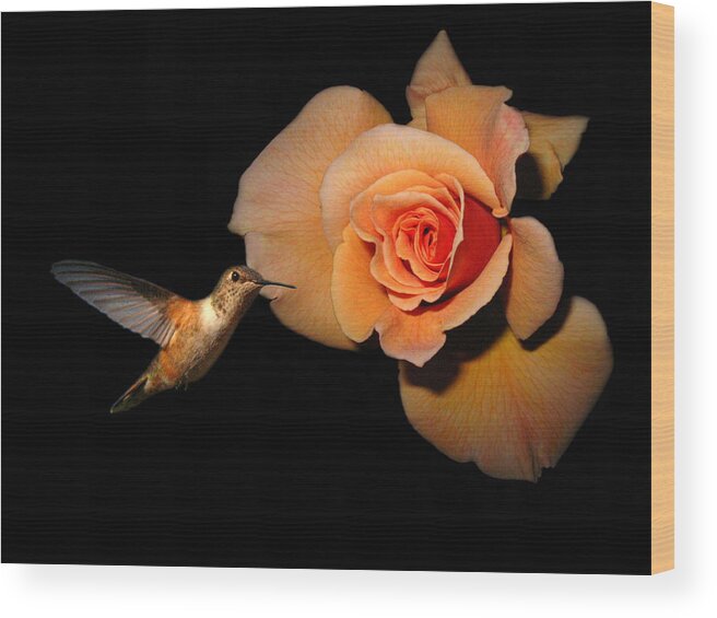 Bird Wood Print featuring the photograph Hummingbird and Orange Rose by Joyce Dickens