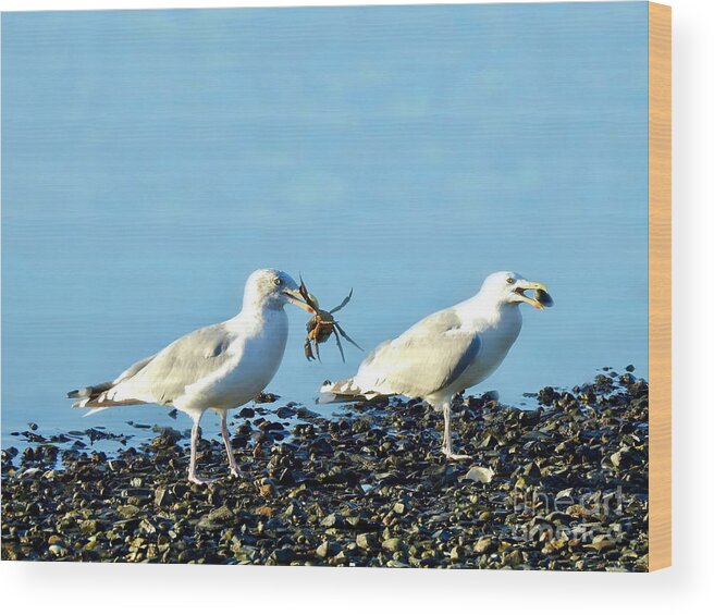 Seagulls Wood Print featuring the photograph Hungry? by Beth Myer Photography