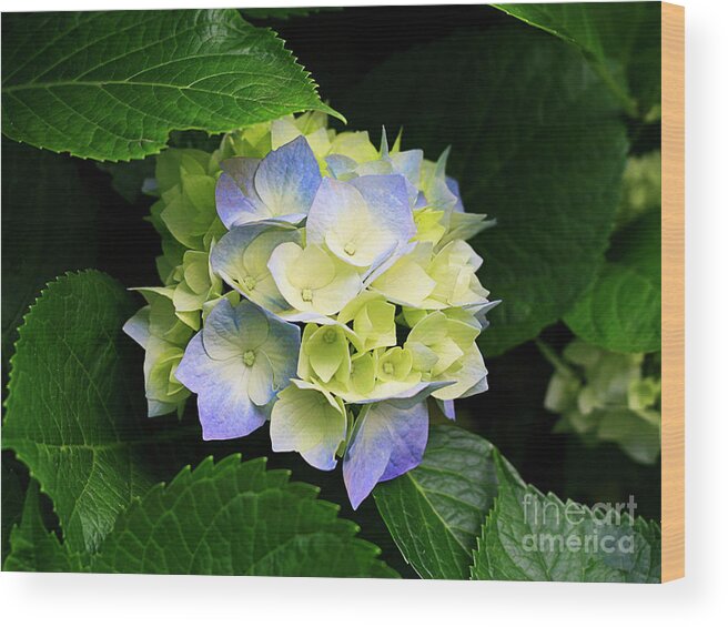 Hydrangeas Wood Print featuring the photograph Hydrangeas by Toni Somes