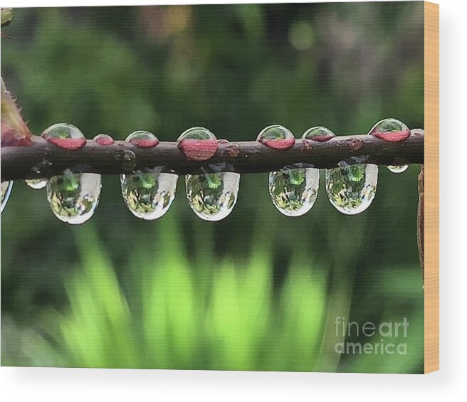 Water Wood Print featuring the photograph Hydration by Tina Marie