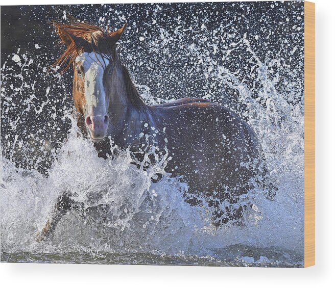 Stallion Wood Print featuring the photograph Impressive Stallion. by Paul Martin