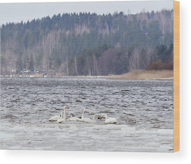 Cygnus Cygnus Wood Print featuring the photograph In the strong winds. Whooper swan by Jouko Lehto