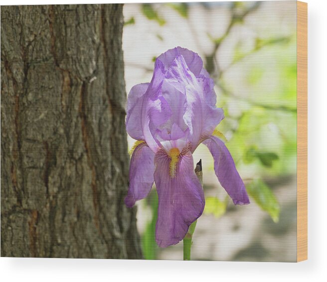 Flora Wood Print featuring the photograph Iris by Segura Shaw Photography