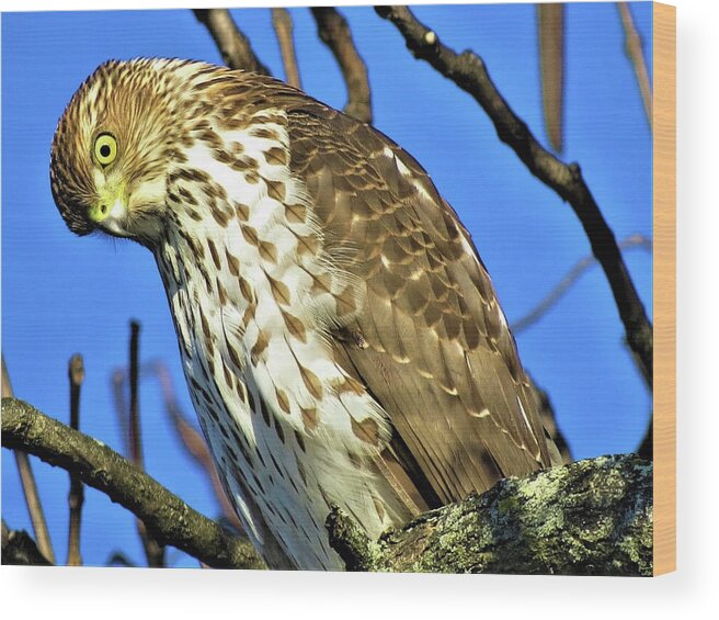 Hawks Wood Print featuring the photograph Juvenile Coopers Hawk Are you talkin' to me? by Linda Stern
