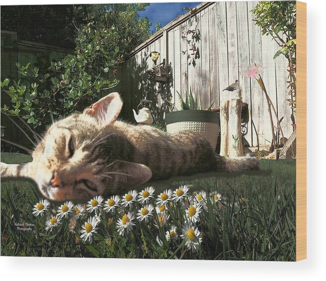 Digital Painting Wood Print featuring the photograph Kissy Chamomile by Richard Thomas