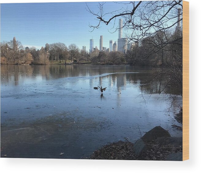  Wood Print featuring the photograph Landing on The Lake by Judy Frisk