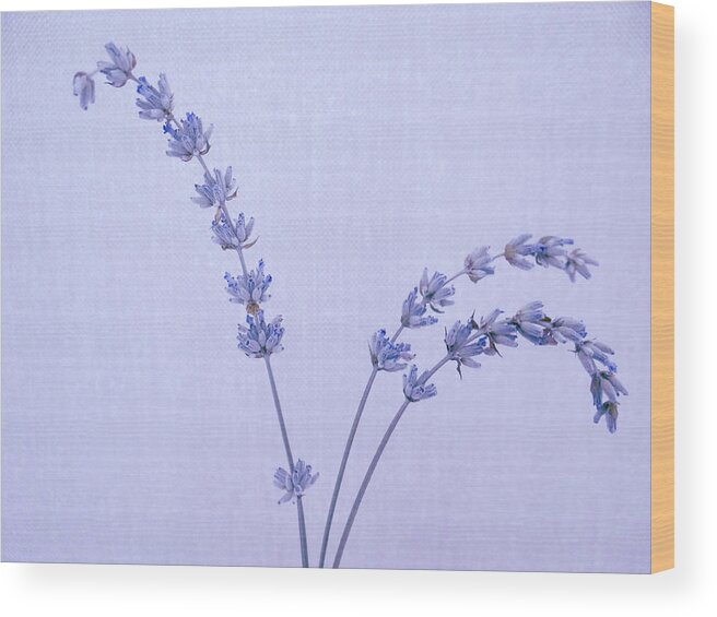 Lavender Wood Print featuring the photograph Lavender by Julia Wilcox