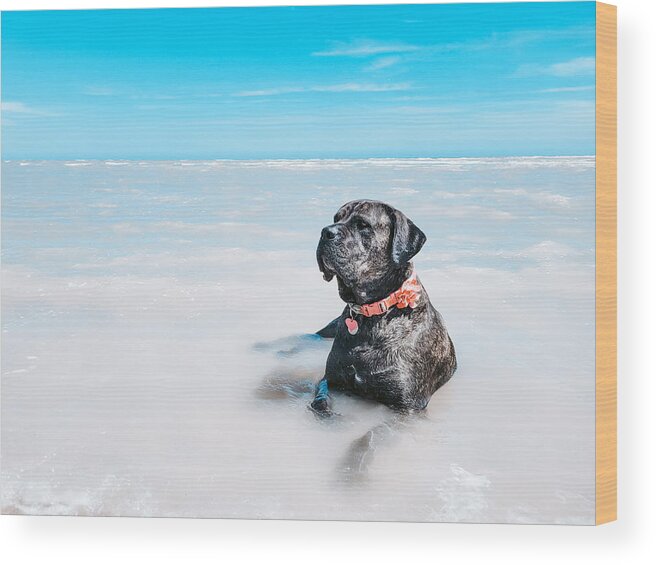 Cane Corso Wood Print featuring the photograph Lazy Days - Daisy the Cane Corso at the Beach by Bonny Puckett
