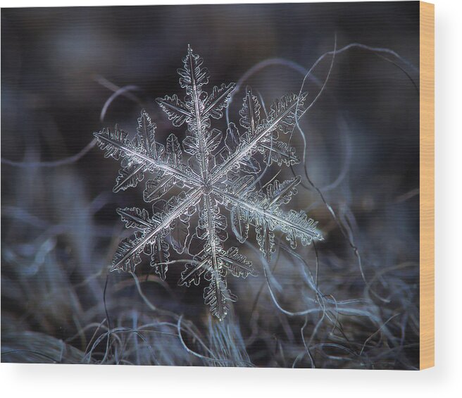 Snowflake Wood Print featuring the photograph Leaves of ice by Alexey Kljatov