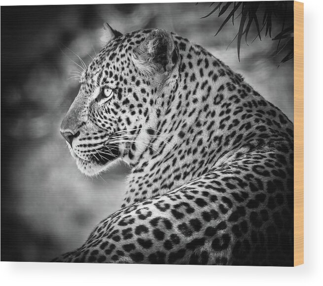 Africa Wood Print featuring the photograph Leopard by James Capo