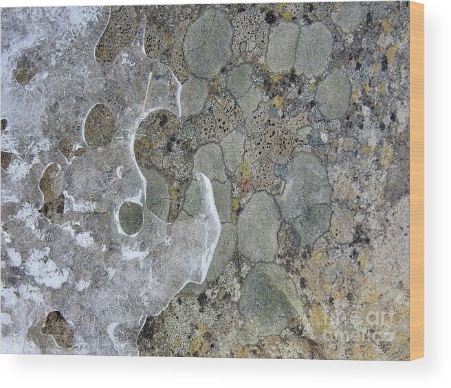 Lichen Wood Print featuring the photograph Lichen and Ice by Nicola Finch