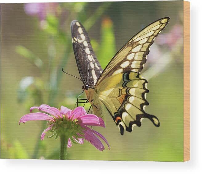 Butterflies Wood Print featuring the digital art Light Through Wings by Paulette Marzahl