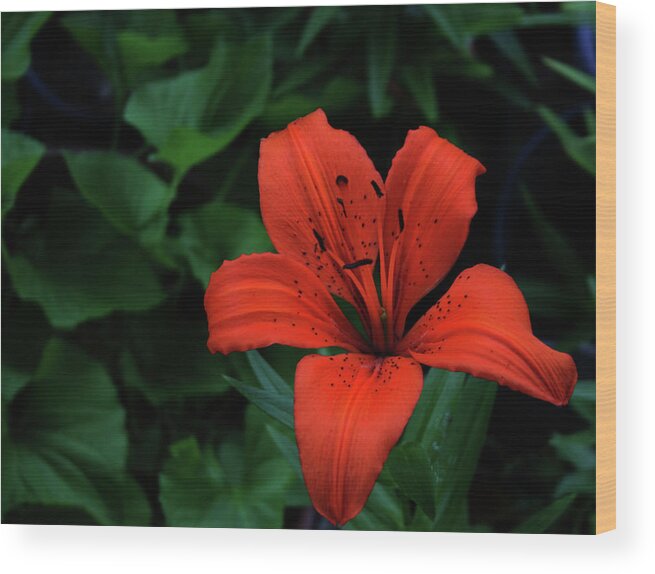 Lily Wood Print featuring the photograph Lily 2021 by Cathy Harper