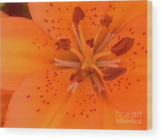 Lily Flower Wood Print featuring the photograph Lily Closeup by Carmen Lam