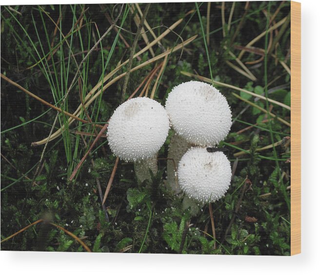 Mushrooms Wood Print featuring the photograph Lithuania Mushroom Releasing Spores by Mary Lee Dereske