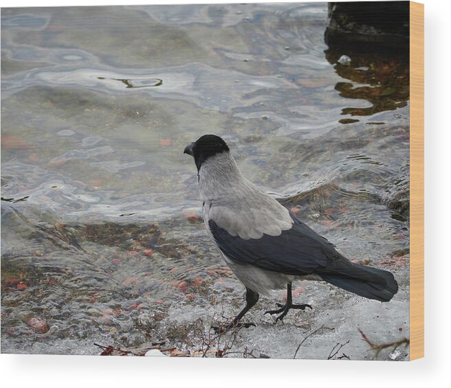 Corvus Cornix Wood Print featuring the photograph Longing to be somewhere else. Hooded crow by Jouko Lehto