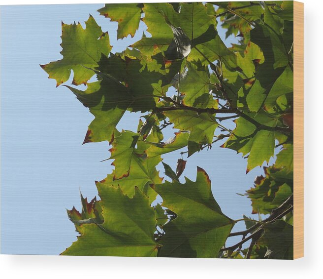 Leaves Wood Print featuring the photograph Looking Up by Raymond Fernandez