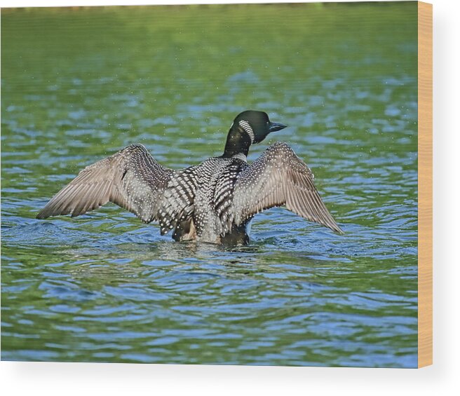 Bird Wood Print featuring the photograph Loon Shaking by Dale Kauzlaric