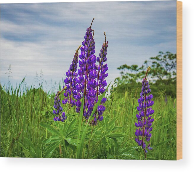 Lupine Wood Print featuring the photograph Lupines In Bloom by Ann Moore