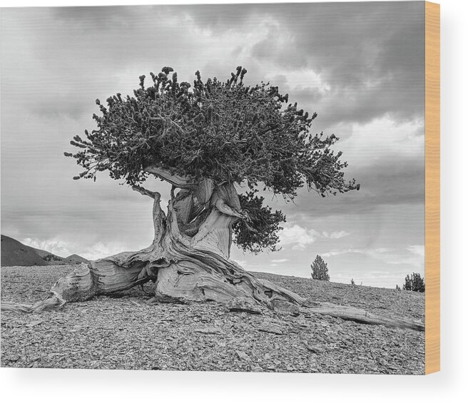 Great Basin Wood Print featuring the photograph Majestic Bristlecone by Gretchen Baker