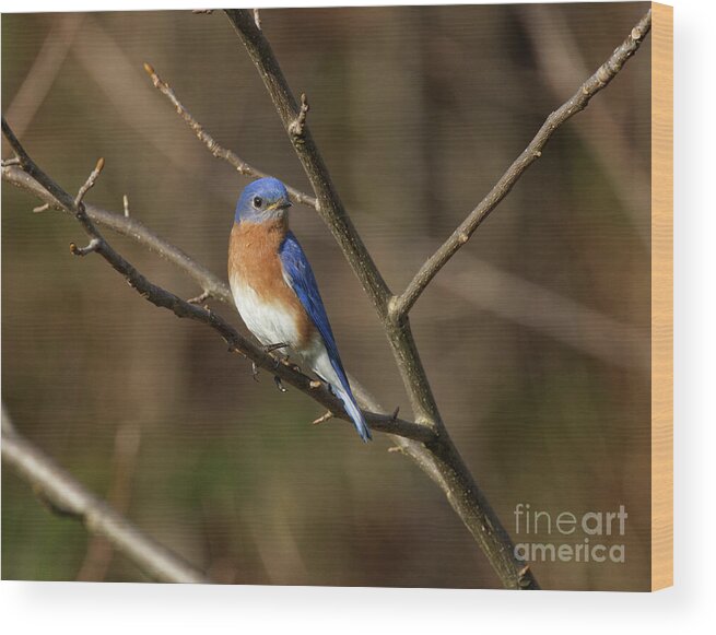 Bluebird Wood Print featuring the photograph Male Eastern Bluebird by Douglas Stucky
