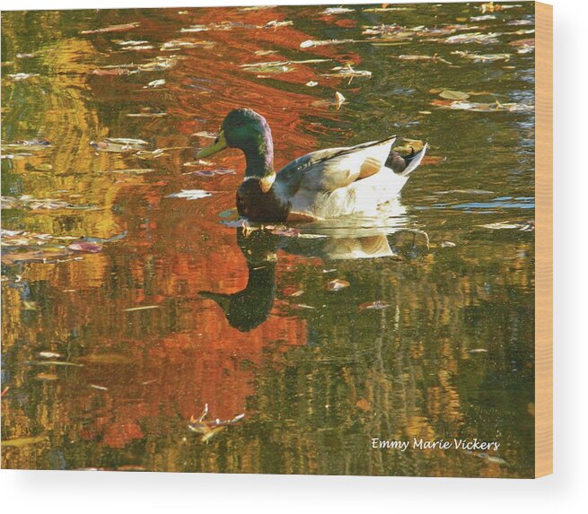 Autumn Wood Print featuring the photograph Mallard Duck In the Fall by Emmy Marie Vickers