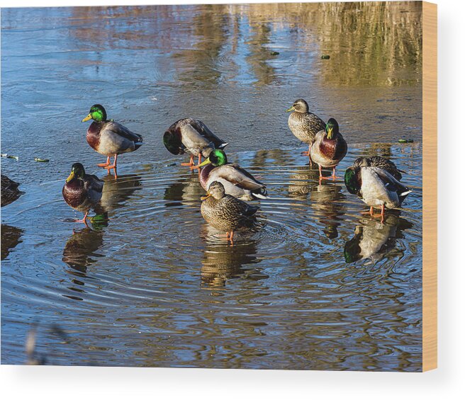 5- Places Wood Print featuring the photograph Mallard ducks chilling out by Louis Dallara