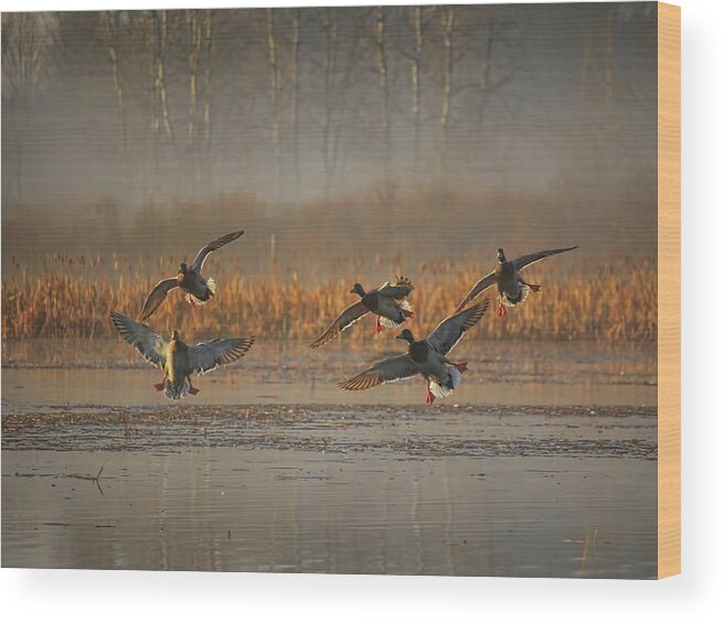 Waterfowl Wood Print featuring the photograph Mallards With Feet Dangling by Dale Kauzlaric