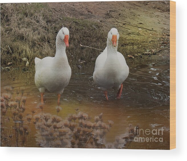 Ducks Wood Print featuring the photograph Mates by Elaine Teague