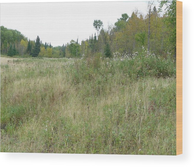 Grasses Wood Print featuring the photograph Meadow Wild by Ruth Kamenev