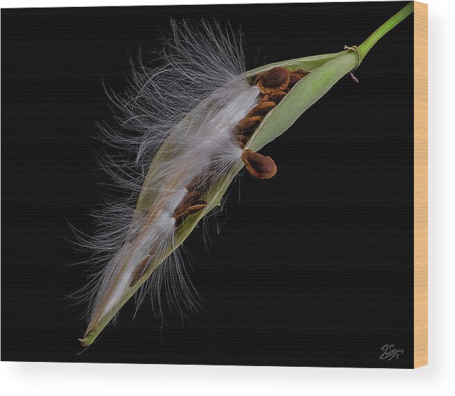 Milkweed Wood Print featuring the photograph Milkweed Pod 4 by Endre Balogh