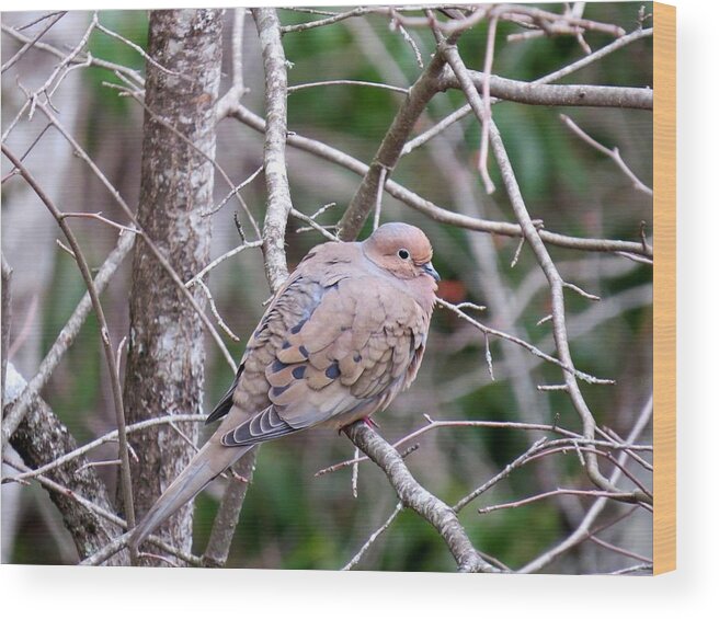 American Mourning Dove Wood Print featuring the photograph Miss Dove by Lynn Hunt