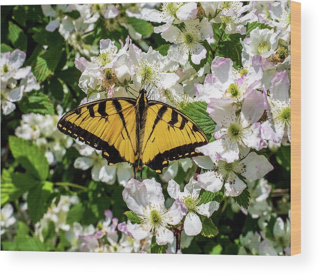 Animals Wood Print featuring the photograph Monarch Butterfly by Louis Dallara