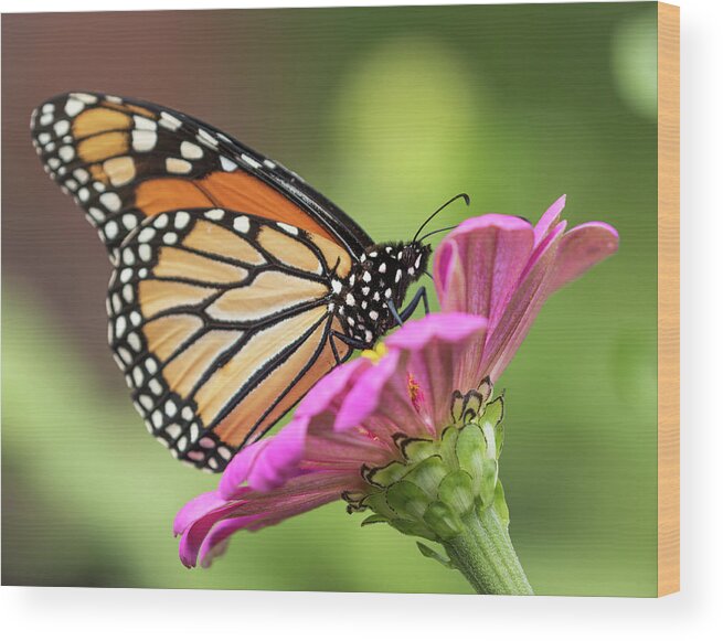 Monarch Butterfly Wood Print featuring the photograph Monarch On Zinnia 2016 by Thomas Young
