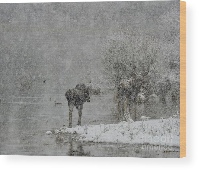 Moose Wood Print featuring the photograph Moose and Mallard by Nicola Finch