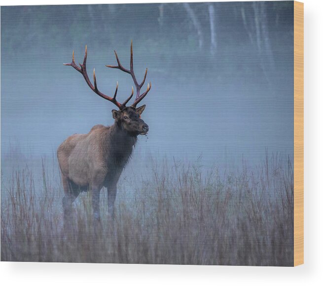 Elk Wood Print featuring the photograph Morning Elk by Karen Cox