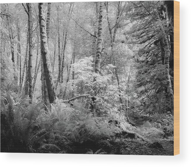 Black And White Wood Print featuring the photograph Morning in the Forest by Lynn Wohlers