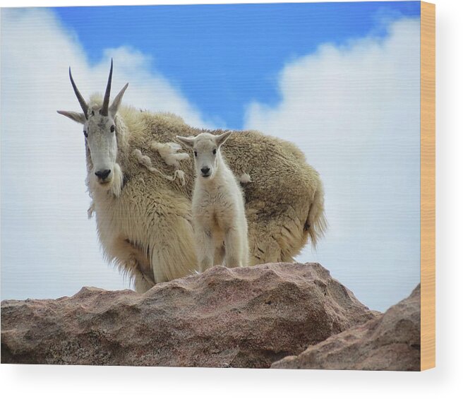 Mountain Goat Wood Print featuring the photograph Mountain Goats by Connor Beekman