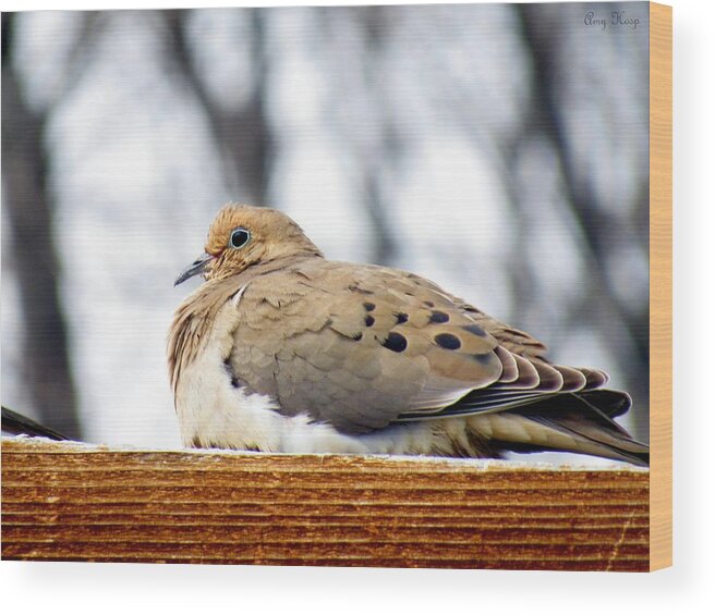 Mourning Dove Wood Print featuring the photograph Mourning Dove Perched by Amy Hosp