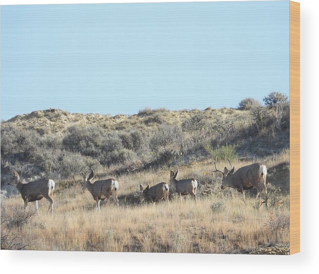Mule Deer Wood Print featuring the photograph Mule Deer Herd by Amanda R Wright