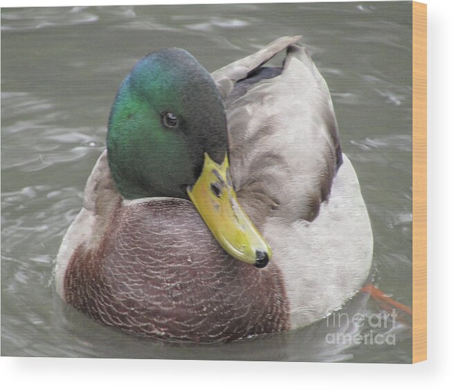 Duck Wood Print featuring the photograph My Right Side Is My Best Side by Kim Tran