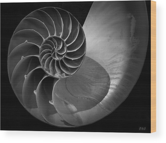 Black And White Wood Print featuring the photograph Nautilus Shell V BW by David Gordon