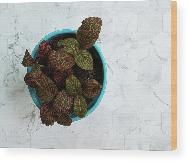 Photograph Wood Print featuring the photograph Nerve Plant by Jennifer Walsh