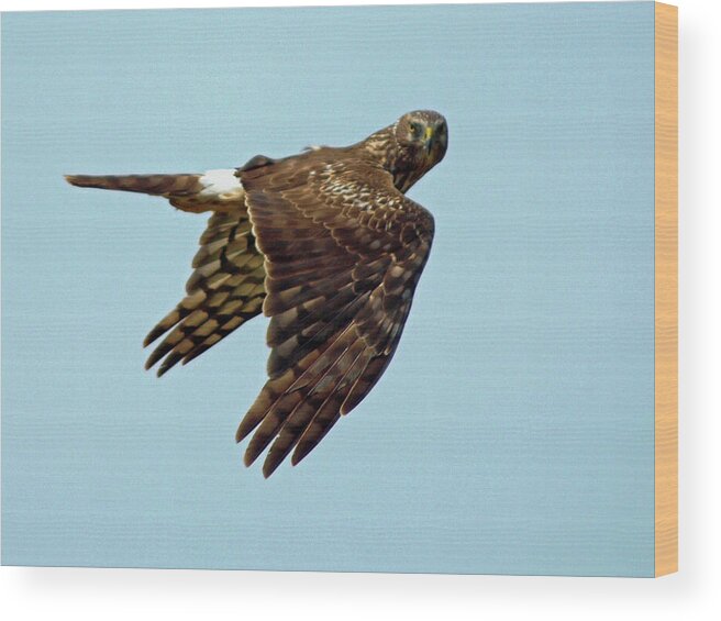 Animal Wood Print featuring the photograph Northern Harrier, Looking at You by DADPhotography