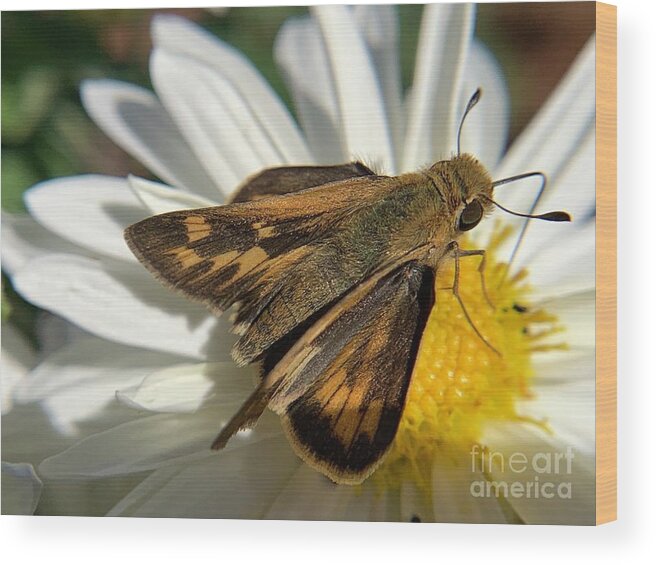 Skipper Wood Print featuring the photograph Ocola Skipper by Catherine Wilson