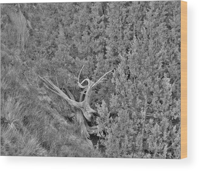 Tree Wood Print featuring the photograph Old Twisted Juniper by Amanda R Wright