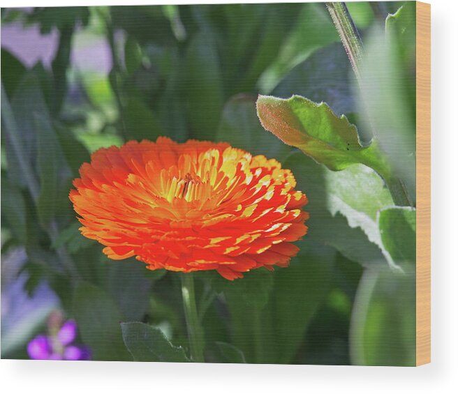 Beautiful Wood Print featuring the photograph Orange Blossom by David Desautel