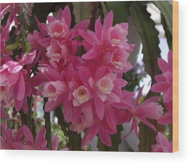 Cactus Wood Print featuring the photograph Orchid Cactus by Nancy Ayanna Wyatt