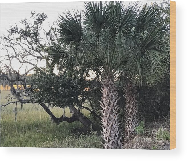 Trees Wood Print featuring the photograph Palm Trees at the Marsh by Catherine Wilson